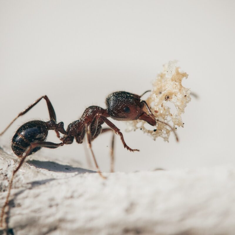 How to Remove Ants From Your Home